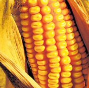 Sklizeň kukuřice v USA ohrožuje počasí, odhad vlády je nereálný, tvrdí Morgan Stanley a radí nakupovat