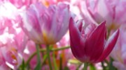 AFP: Prodej cibulí tulipánu v Amsterodamu je turistická past