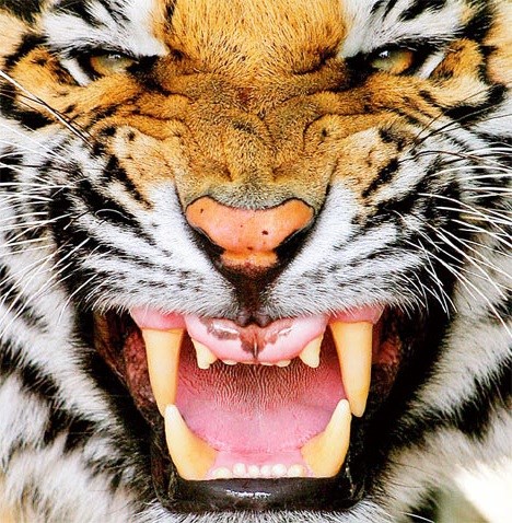 Tiger: Po krátkém oživení opět převažují obavy a rizika