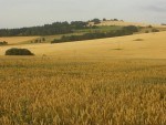 Zemědělská půda jako nejlepší česká investice?
