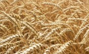 Ukrajina a Rusko se podepsaly pod dohodu umožňující vývoz ukrajinského obilí