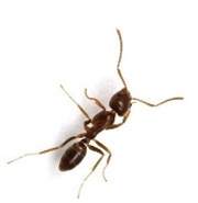 O kobylkách a mravencích – moderní verze