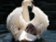 Třicet šedo-bílých labutí příštího roku