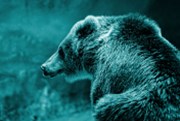 Medvědi zalezli nejhlouběji do svého brlohu za posledních 7 let. Co je může opět probudit?