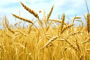 Vítěz mezi komoditami za rok 2012:  Pšenice +19 %