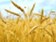 Vítěz mezi komoditami za rok 2012:  Pšenice +19 %