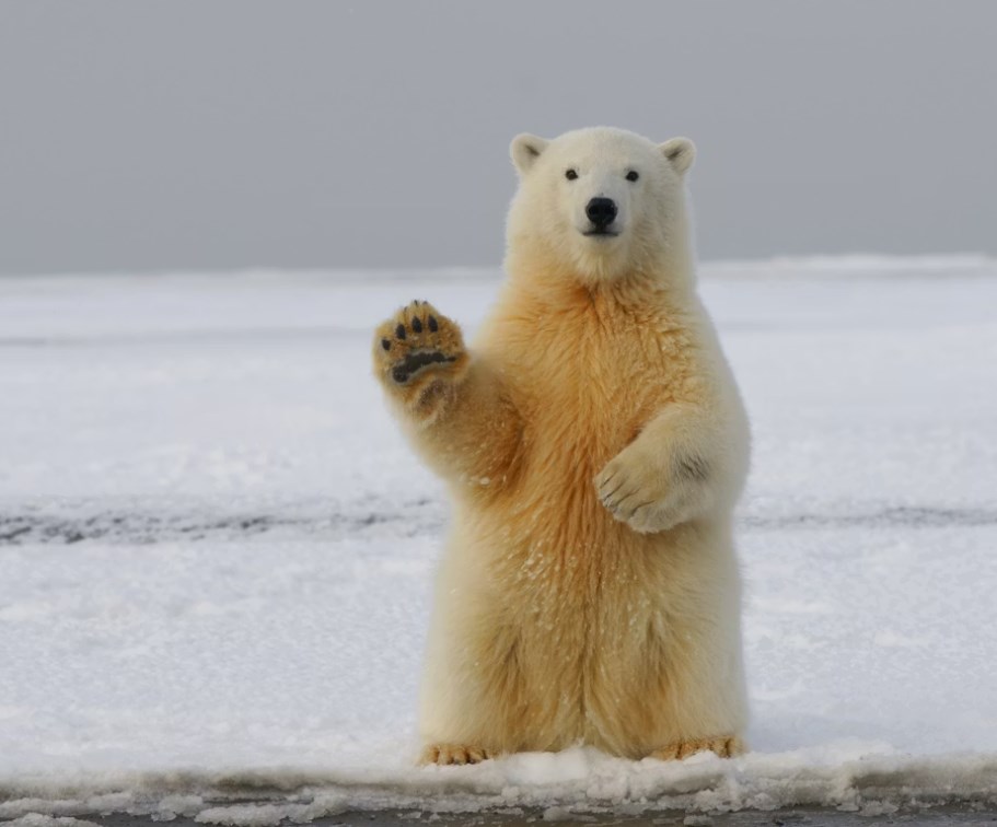 Perly týdne: Vyšší ceny ropy nahrávají americkým akciím, blíží se ale medvědí trh