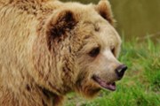 Víkendář: Přehnané obavy z ruského medvěda
