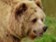 Víkendář: Přehnané obavy z ruského medvěda