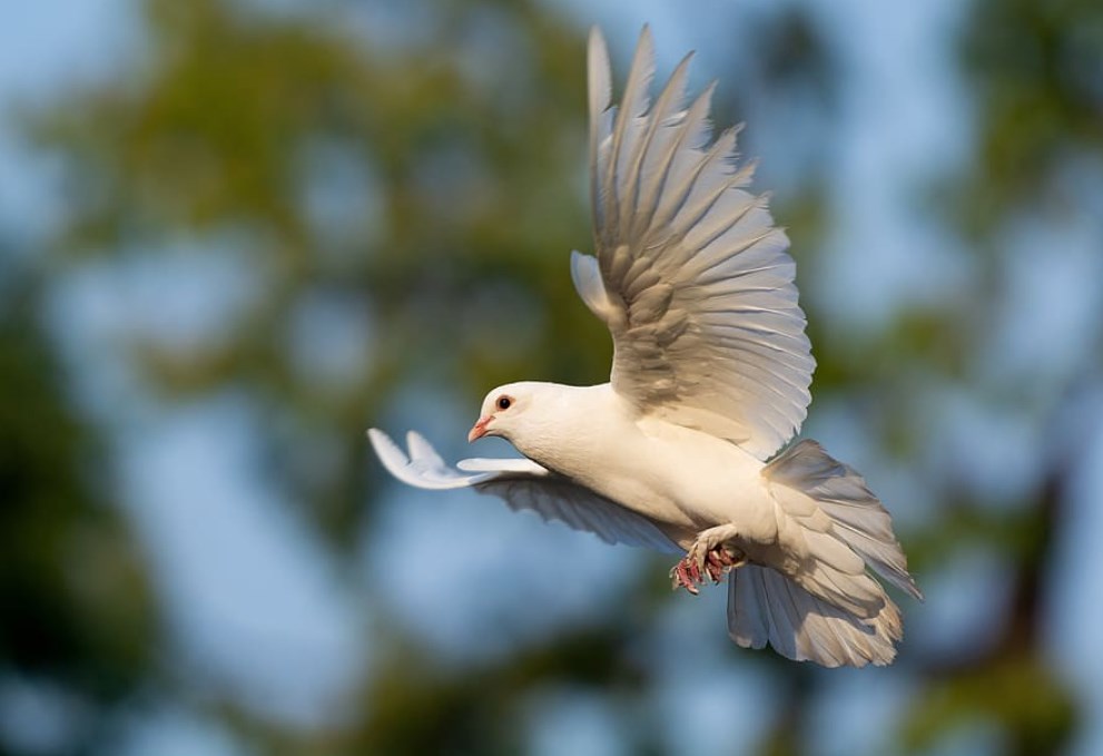 Holubičí vzkaz z ECB dnes prospěl dluhopisům i akciím