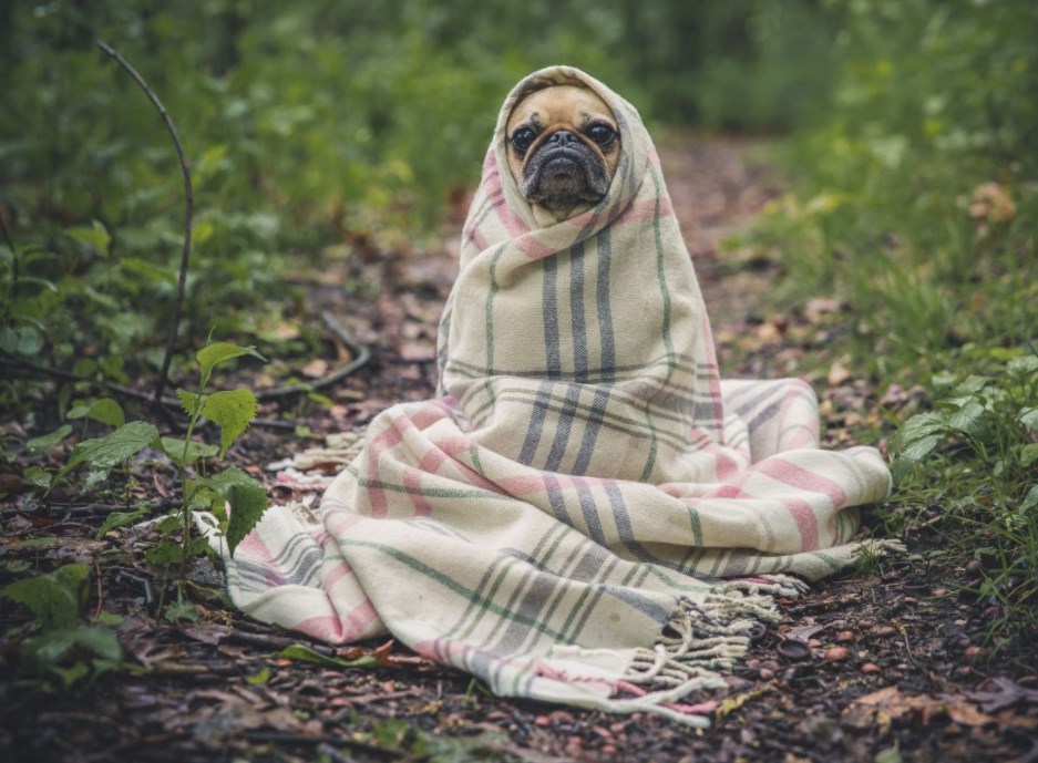 PES klesá z 5 na 4 a Trump podruhé čelí impeachmentu