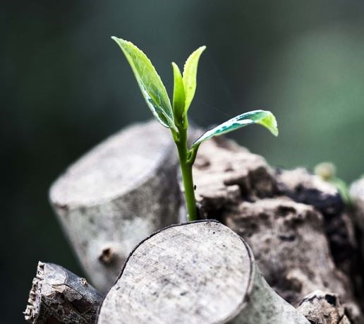 Index PX zahajuje den růstem