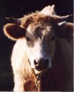 Silná důvěra spotřebitelů dalším argumentem býčího trendu amerických akcií