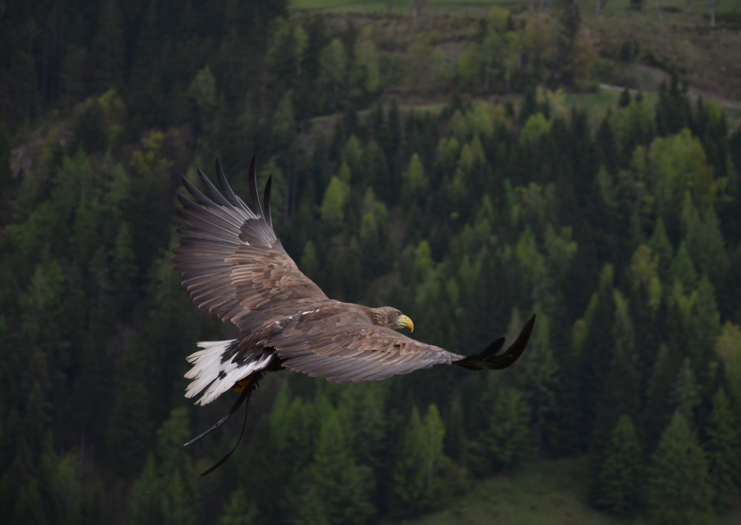 Reálné sazby musí jít výrazně výš, Fed by neměl otáčet kvůli slabší ekonomice, říká Larry Summers
