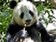 Čínský Shanghai Composite: Začíná medvědí trh ve znamení pandy