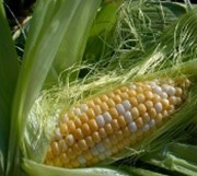 Úroda kukuřice se letos čeká slabší... aneb další strašák 