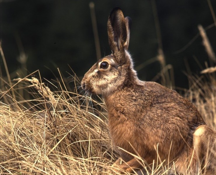 Pátek třináctého je tu. Co s vadnou králičí pacičkou pro štěstí?