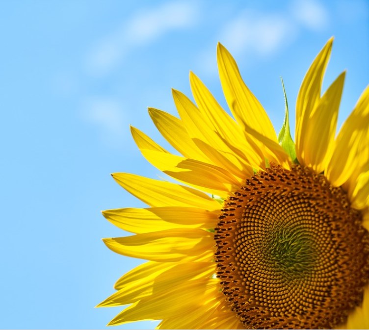 Postup Ruska na Ukrajině se zastavil, ve Lvově bylo pravděpodobně zasaženo letiště, v ČR už je 270 000 Ukrajinců