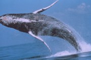 Na vlně výprodejů se vezou i bitcoinové velryby