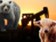 Technická analýza: O ropu se přetahuje býk s medvědem. Kdo bude silnější?