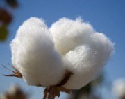 Indie s okamžitou platností zakázala vývoz bavlny, ta skokově zdražila o 5 %