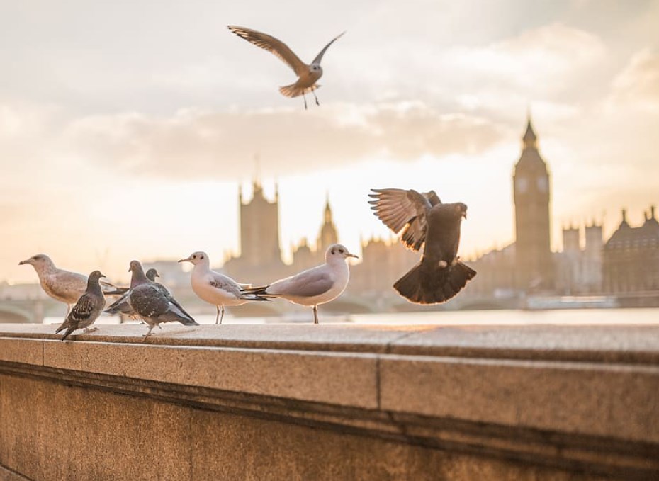 Koruna proti dolaru o procento silnější, akciím dnes vévodí Londýn