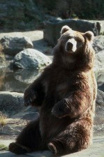 Střední Evropa se dostala z dopoledního tance s medvědy