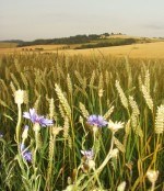 Ceny zemědělských komodit na Plodinové burze skokově vzrostly