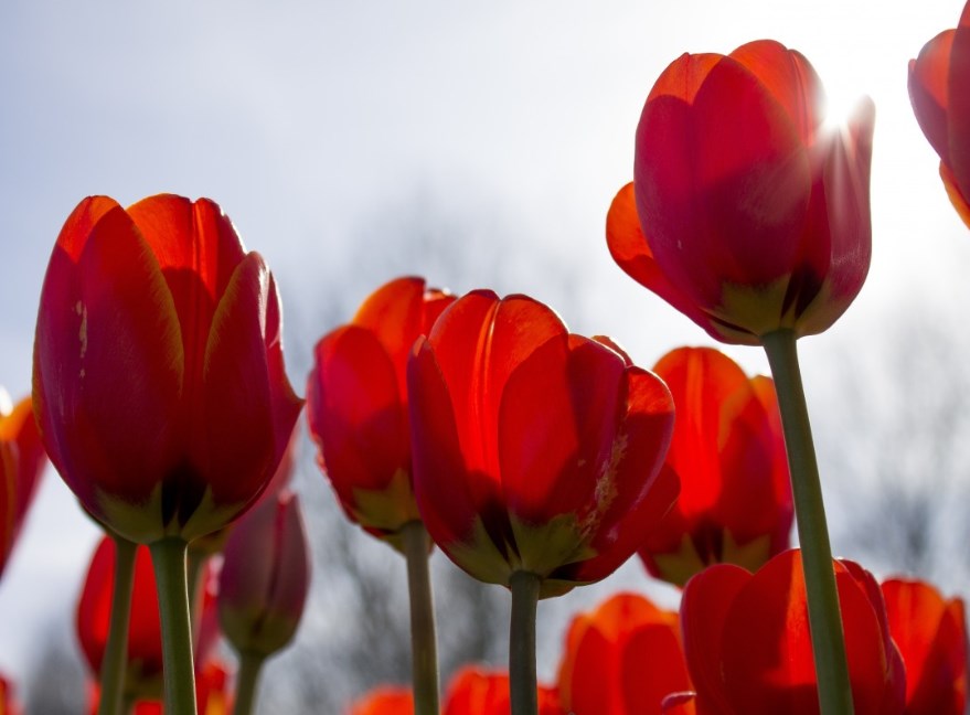 Červený pátek na burzách. Ve Francii nepomohla ani dobrá data, ani očekávané Macronovo vítězství ve volbách