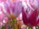 AFP: Prodej cibulí tulipánu v Amsterodamu je turistická past