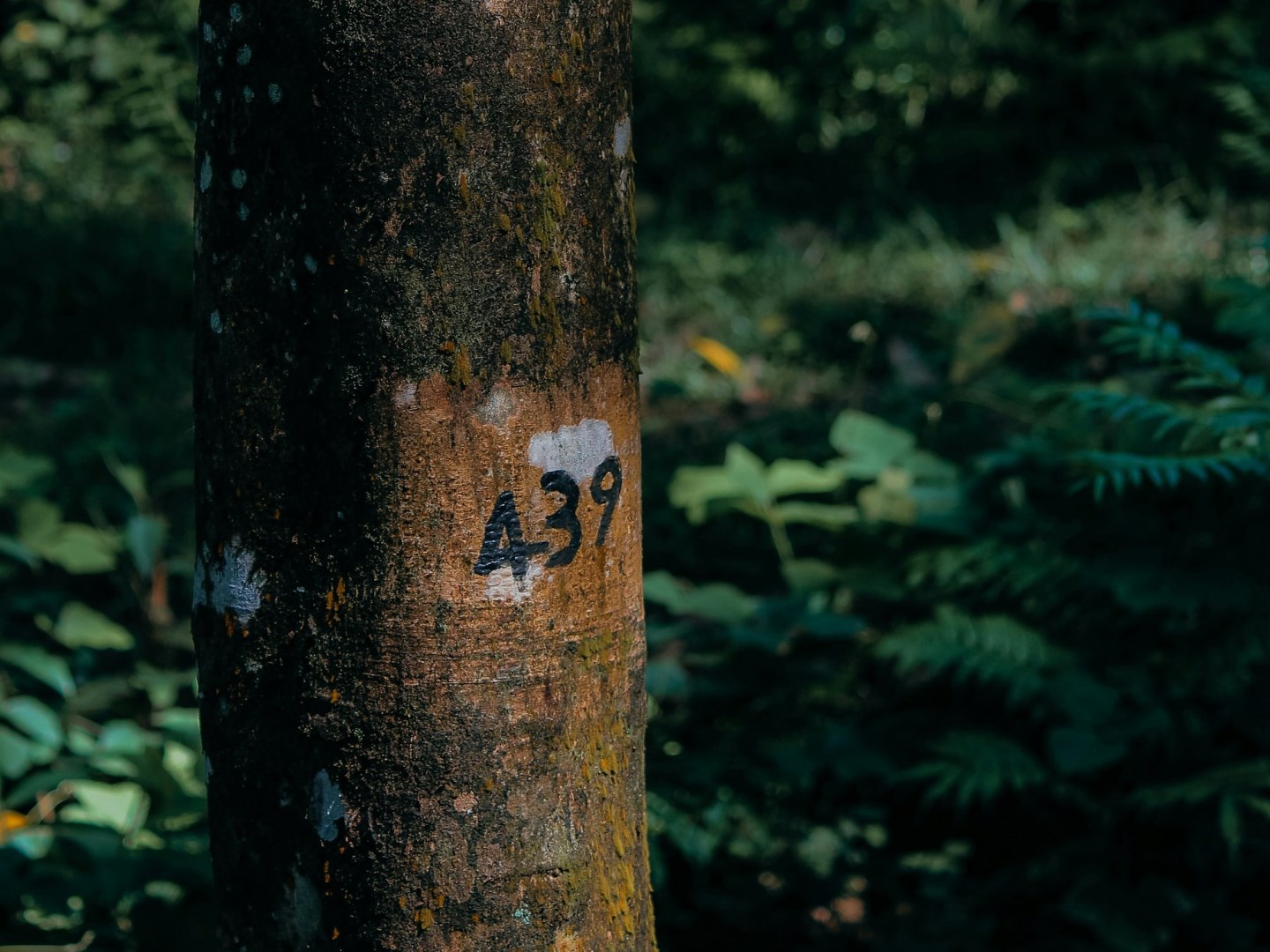 Víkendář: Když chybí strategická surovina – jak vznikl a co vše způsobil nedostatek kaučuku