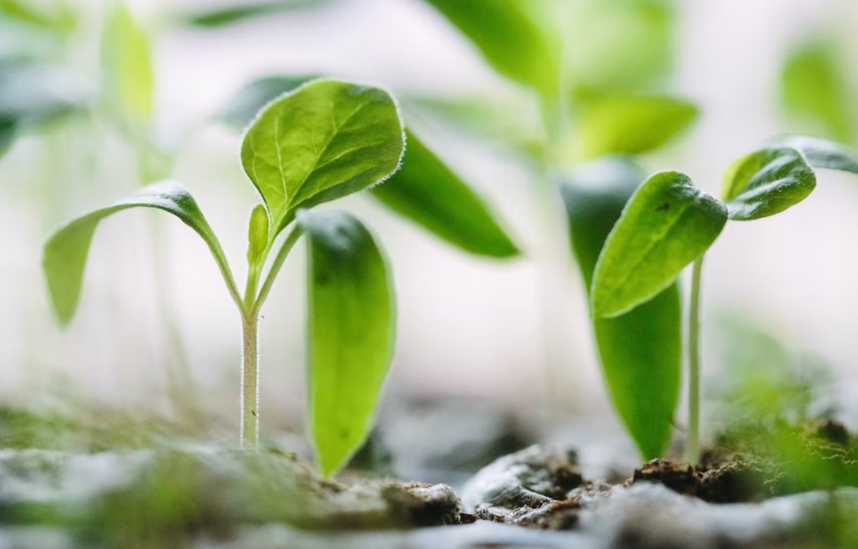 Růstový sentiment se akcií drží. Dluhopisy se dnes přidávají