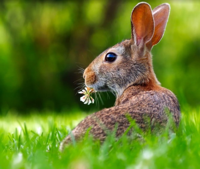 Zelený čtvrtek obhájil v Praze barvu. PX si připisuje 0,43 %