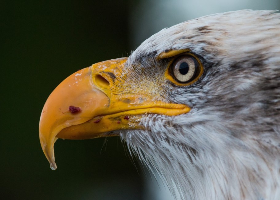 Sazby v USA se vyšplhají k 5 až 7 procentům, říká ekonomka Citigroup