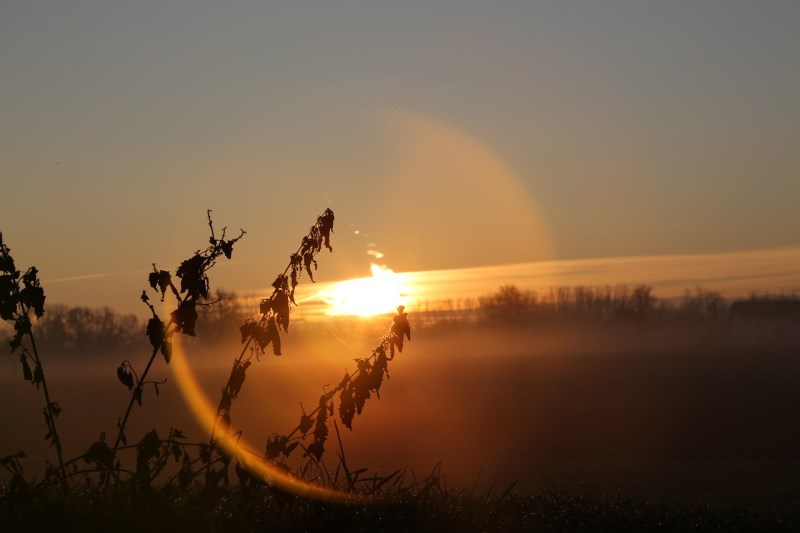 ČEZ navrhl dividendu, Trump přestal financovat WHO
