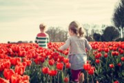 AFP: Nizozemské květiny tváří v tvář brexitu vadnou