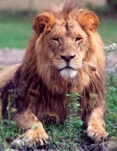 Jak lvové bijem o anglické mříže ...