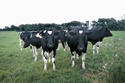 Dohodě o volném obchodu EU-Kanada stojí v cestě krávy
