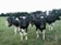Efektivitu trhu popírají i krávy