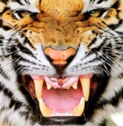 Tiger: Po krátkém oživení opět převažují obavy a rizika