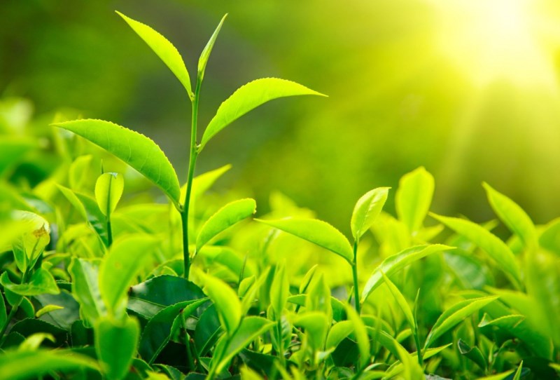 Investoři jsou poránu optimističtí, futures se zelenají