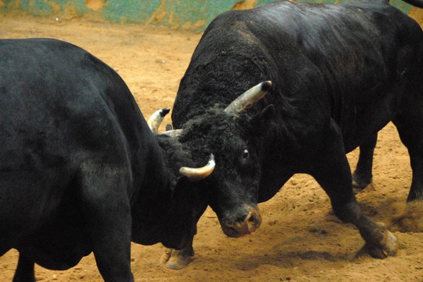 Býci dodávají sílu dolaru. Libra se před nimi krčí