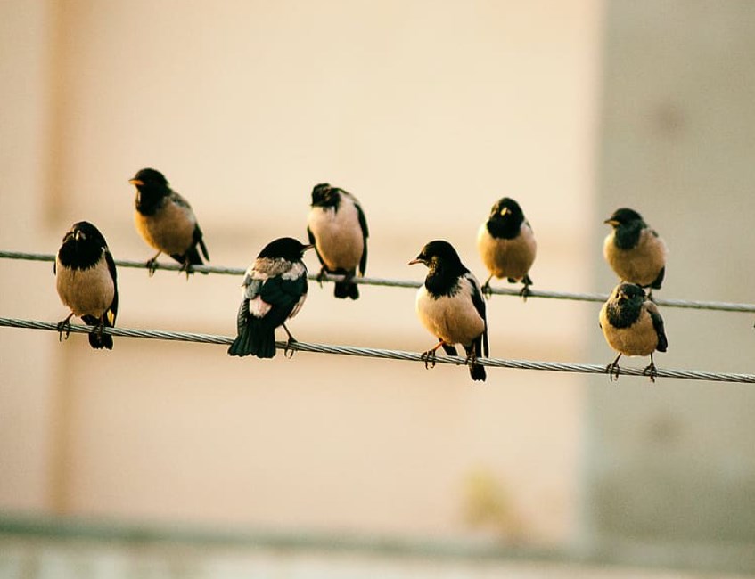 Čína brzdí trhy v rozletu, čeká se na americká data