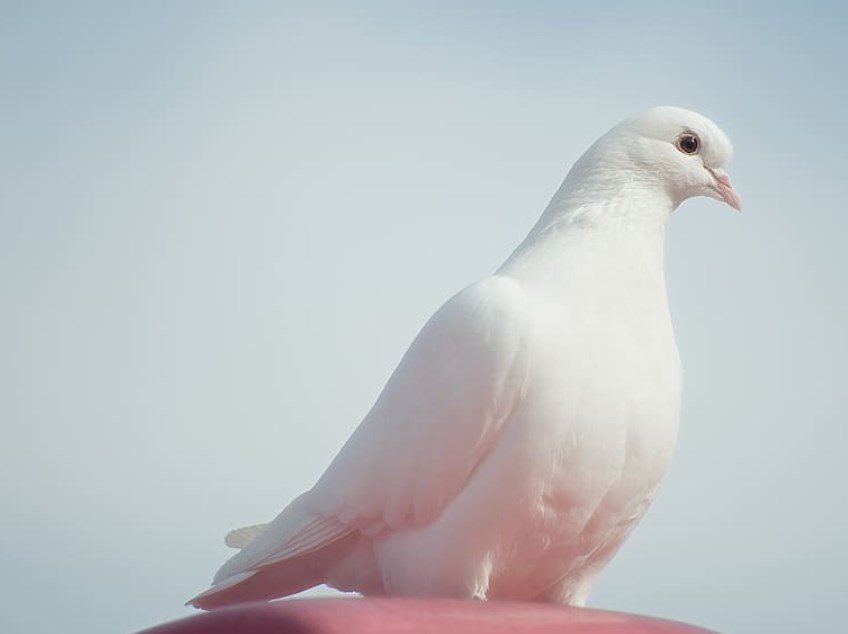 Dnes bude zasedat ČNB, ČEZ dostal novou cílovku a ropa dále klesá