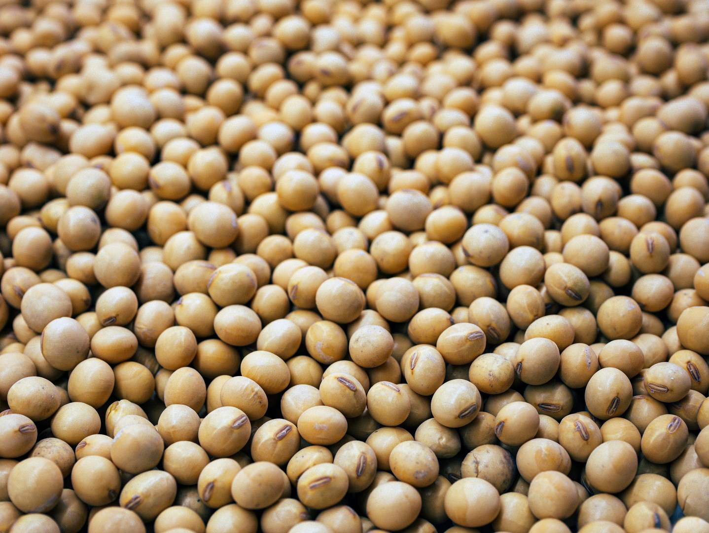 FAO: Světové ceny potravin v dubnu třetí měsíc za sebou rostly