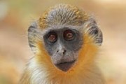 Škodlivost automobilových emisí se testovala na opicích i na lidech