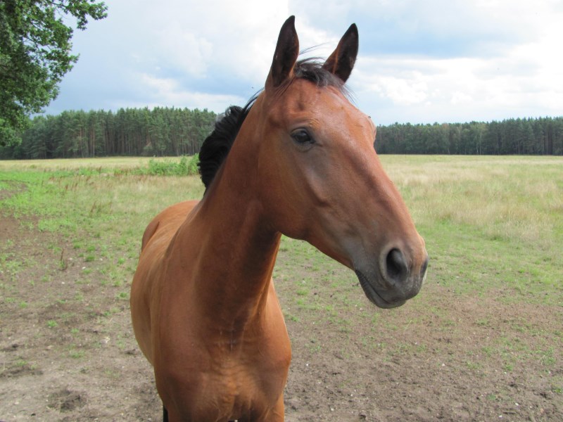 Sázka na správného koně