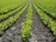 Roboti v polích mohou znamenat potíže pro agrochemické giganty Roboti v polích mohou znamenat potíže pro agrochemické giganty