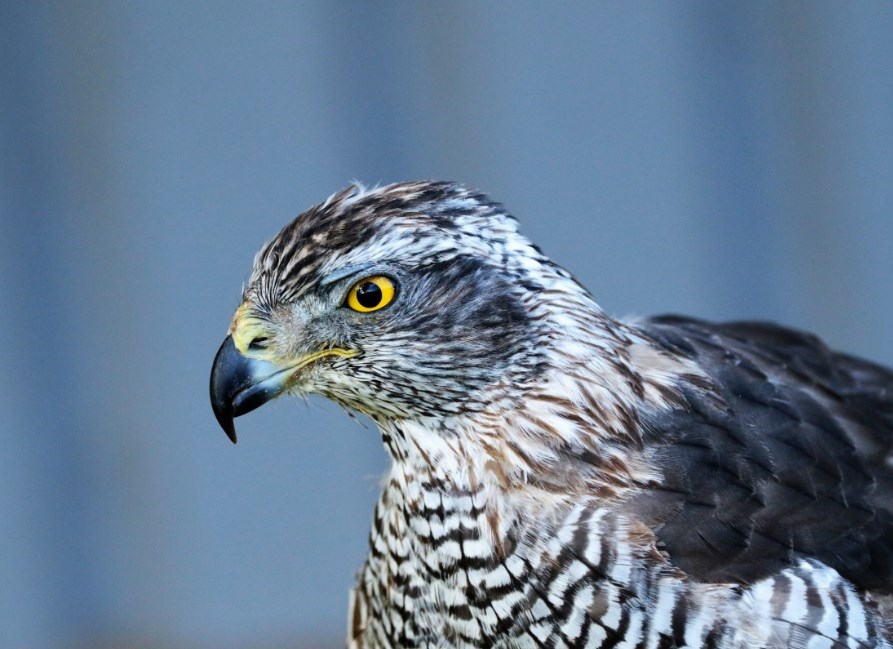 Jestřábí ECB, rozkývaná ropa a americká data