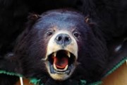 Medvědi letos útočí na akciové trhy